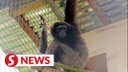 Music to our ears: Rescued 'singing apes' now in care of Sabah's new gibbon rehab centre