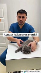 Veterinerden uyarı: Scottish kedilerin bilinmeyen hastalığı