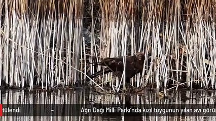 Ağrı Dağı Milli Parkı'nda kızıl tuygunun yılan avı görüntülendi