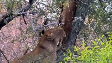 The Lions Goes Down The Cave To Hunt A Wild Dog's Puppy- Fierce Battle Between Wild Dogs Vs Lions