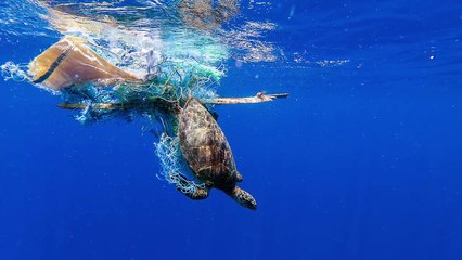 This Megaproject is Saving the Ocean