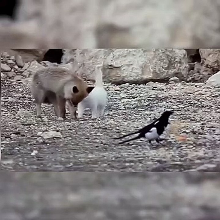 Van kedisi ile tilkinin kıskandıran dostluğu
