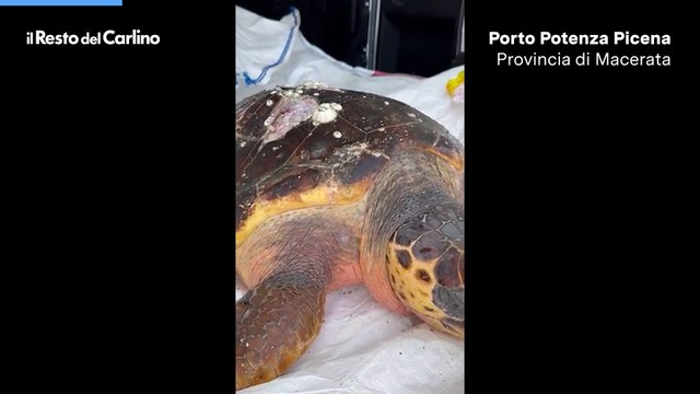 Salvata una tartaruga Caretta Caretta a Porto Potenza Picena