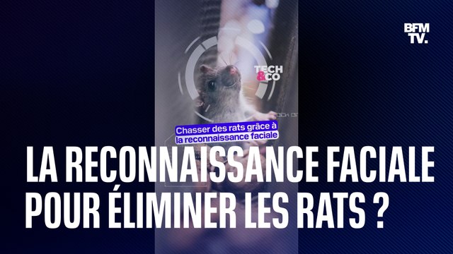 Chasser les rats grâce à… la reconnaissance faciale