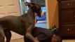 Great Dane overpowers human dad during playtime *Try Not to Laugh*