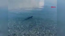 Muğla kıyılarında köpek balığı görüldü
