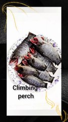 KOI MAACH CURRY (Climbing Perch)