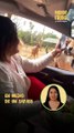 Turista en pánico arroja vegetales a una vaca que asoma la cabeza dentro de su auto