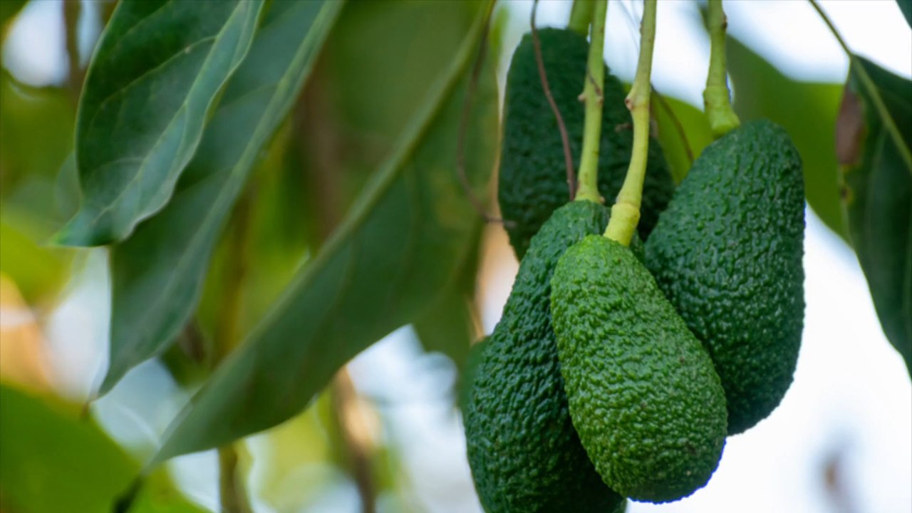 So vielfältig kann man Avocado zubereiten