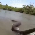 Sorprendente! Hombre, sostiene una Anaconda de la cola