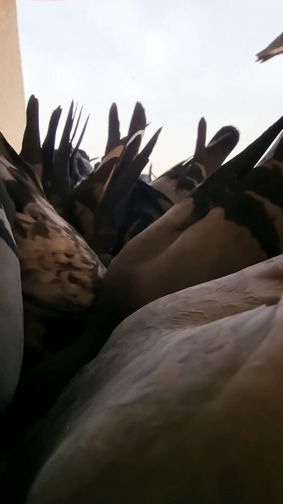 Piegons | #shorts  #foryou  #trending  #tiktok  #dubai  #viral  #fyp #pigeons