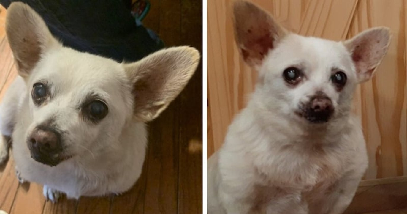 Voici Spike, un chihuahua considéré comme le chien le plus vieux du monde par le livre Guinness des records