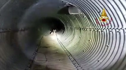 Caselette (TO) - Salvato capriolo caduto in un fossato (23.01.23)