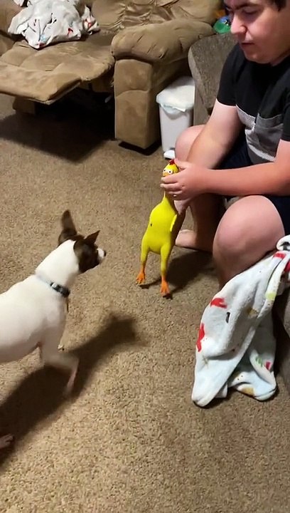 Princess loves her rubber chicken