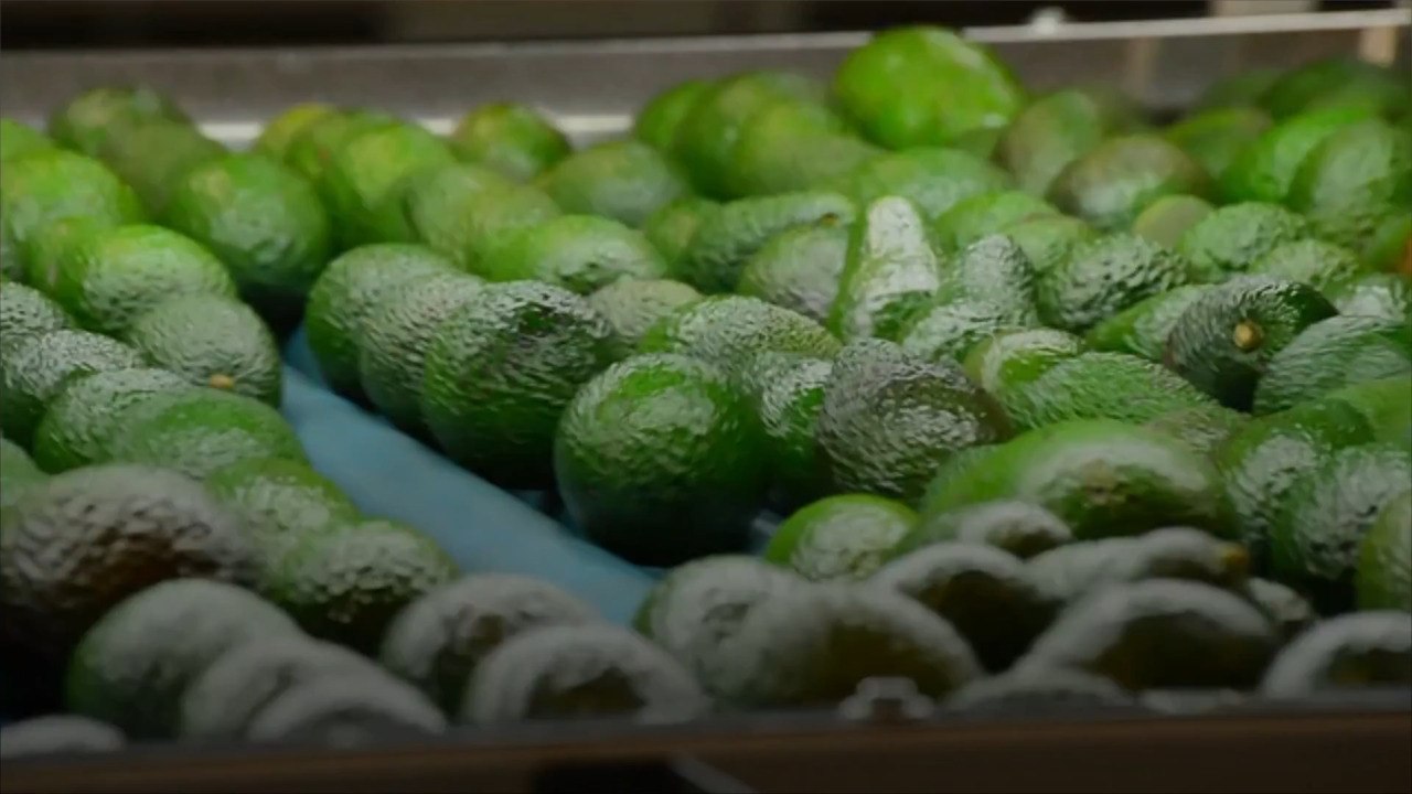 What Happens to Your Body When You Eat Avocado Every Day