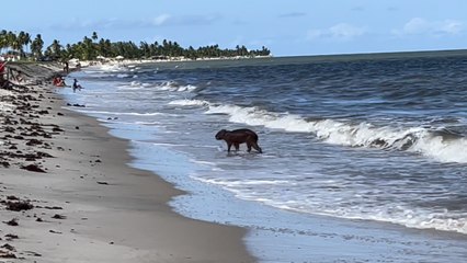 Capivara na Praia de Acaú em Pitimbu 