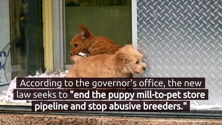 New York is Now Banning Retail Sale of Dogs, Cats and Rabbits