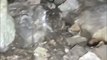 Un randonneur découvre un puma en visitant une grotte