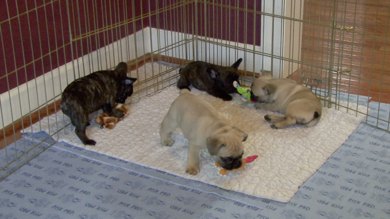 Puppies Saved By South Carolina Police After High Speed Chase