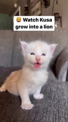 Gato com 9 meses já tem o tamanho de criança de 5 anos. Eis o crescimento