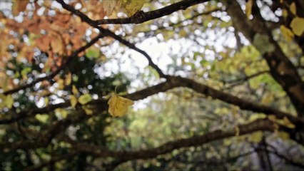 UNE FOIS QUE TU SAIS d'Emmanuel Cappellin - Bande annonce officielle