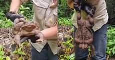 Del tamaño de un bebé: hallan un enorme sapo de 2.5 kilos en una zona boscosa en Australia