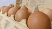 Egg Smuggling Is on the Rise at the US Border as Prices Soar