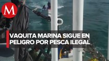 La pesca ilegal continúa poniendo en riesgo a la vaquita marina; México alista acuerdo con EU