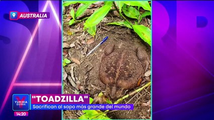Sacrifican a "Toadzilla", el sapo más grande del mundo