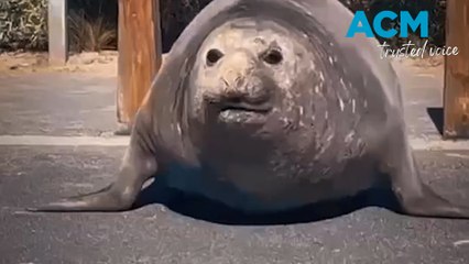 Elephant Seal runs amok in Point Lonsdale
