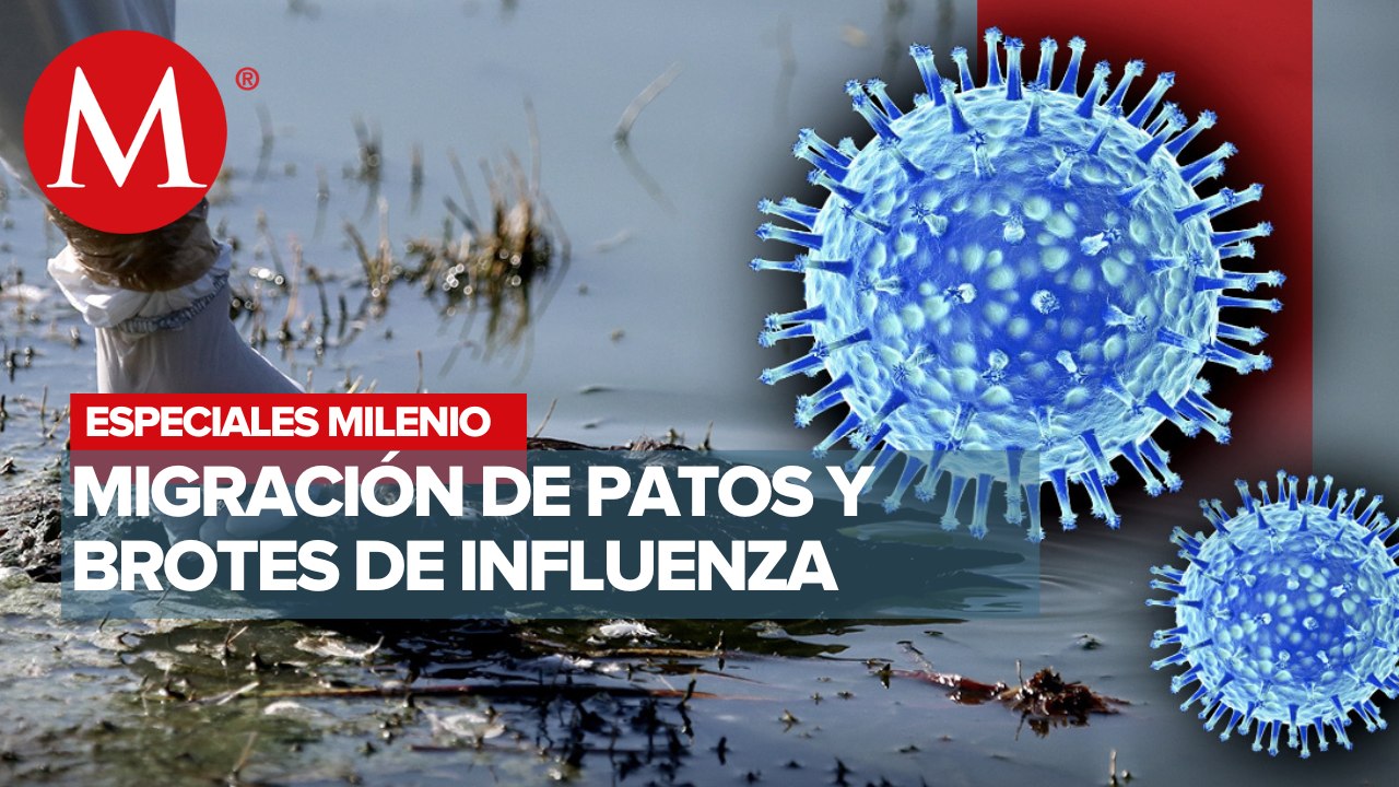 Temporada de patos, pandemia de influencia en aves migratorias | Especiales Milenio