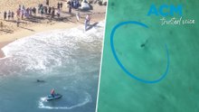 Bull shark attacks dolphin at Sydney’s Shelly Beach