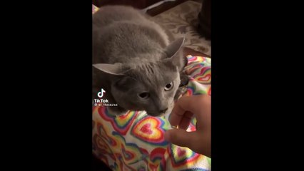 Can You Watch These Funny Pets Without Laughing-