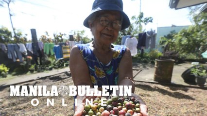 Sun-dried coffee cherries cost 500 pesos per tub at Amadeo Cavite City
