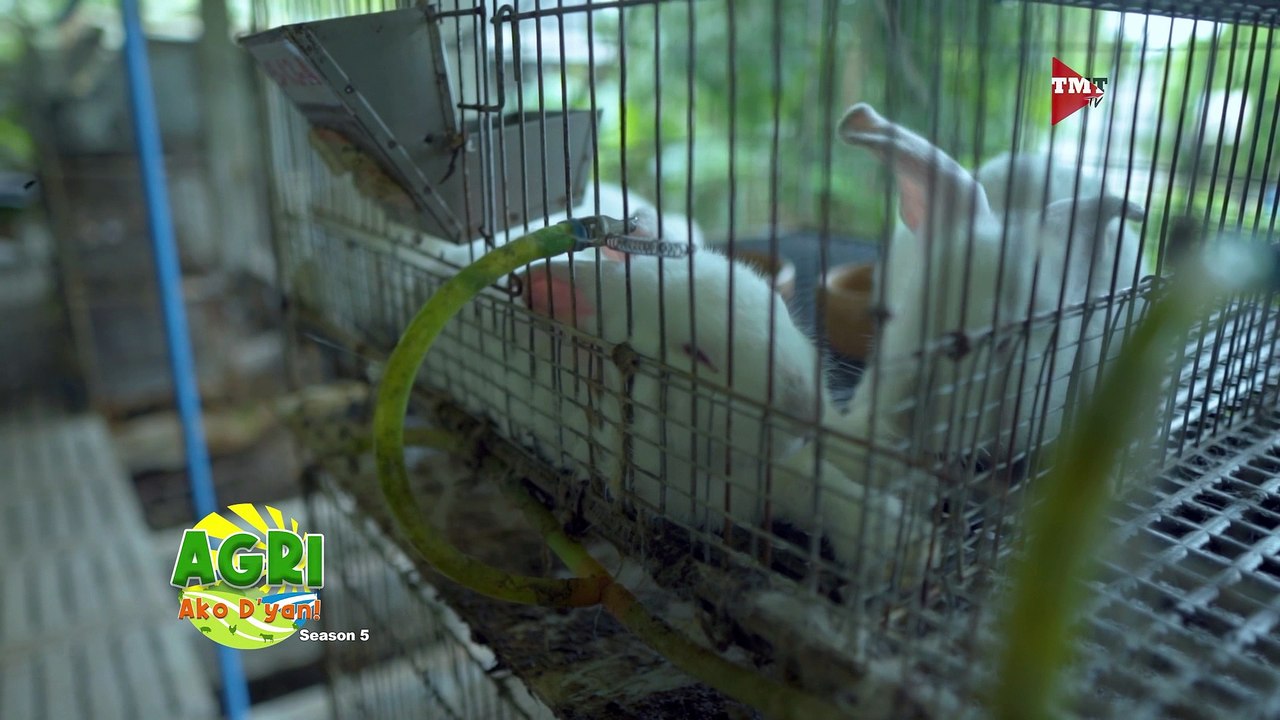 Paano maalagaan at mapakain ng tama ang ating mga rabbit?