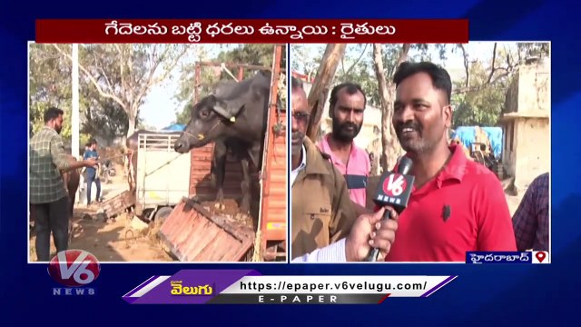 Buffalo Market in Erragadda | Erragadda Pasuvula Santha | Hyderabad | V6 News