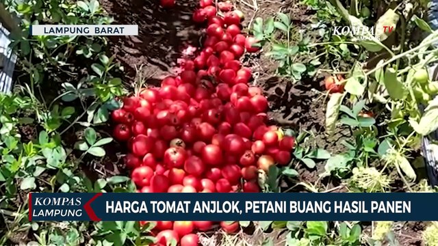 Harga Tomat Anjlok, Petani Buang Hasil Panen