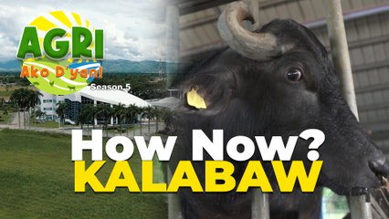 How Now? Kalabaw - Agri Ako D’yan Episode 🌾