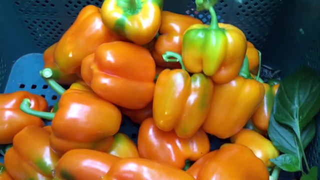 korea Awoesome Greenhouse Hawaiian Peppers Farmlng -Modern Agriculture Technology