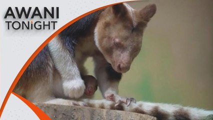 AWANI Tonight: Rare tree kangaroo born at Chester Zoo
