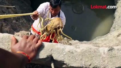 हरणाचं पिल्लू विहिरीत पडलं, लोकांनी असं वाचवलं