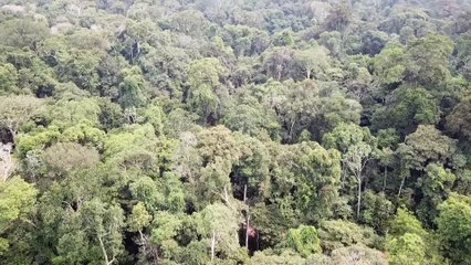Los efectos de la sequía y los incendios en el Amazonas.