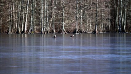 Bald Eagles Play with Golf Ball on Frozen Lake