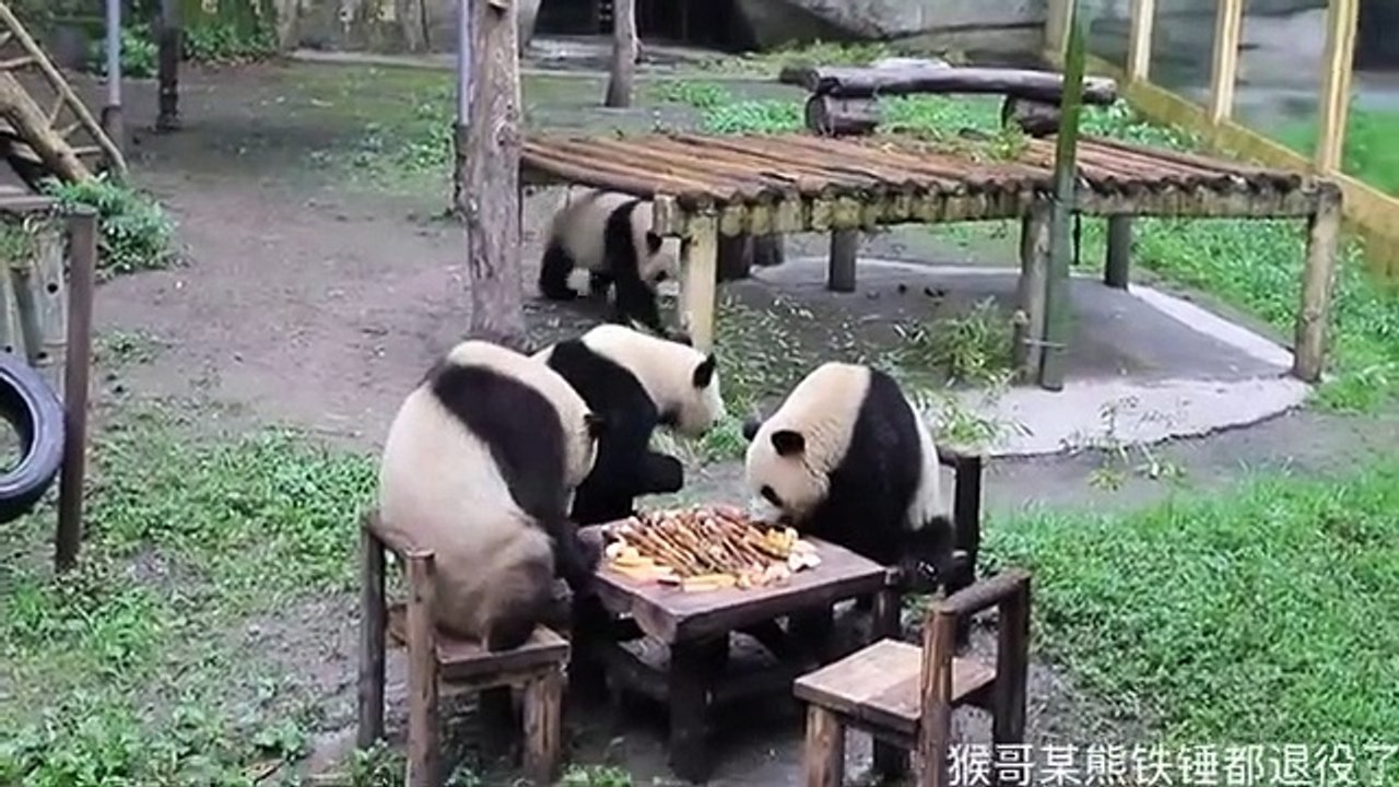 Cute panda playing ☺️