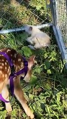 Rescued Fawn and Kitten Are Best Friends