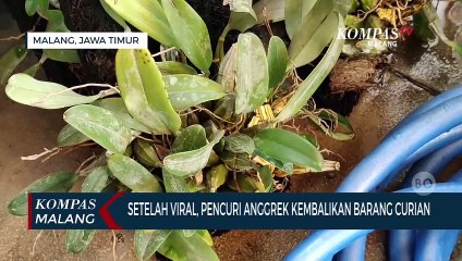 Setelah Videonya Viral, Pencuri Anggrek di Malang Kembalikan Barang Curian