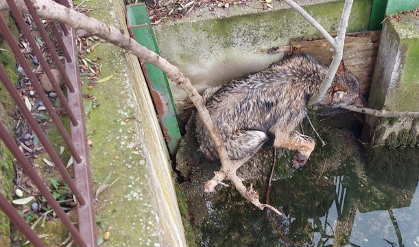 Verona - Lupo finisce in un canale: salvato dai Vigili del Fuoco (26.01.23)