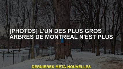 [Photos] L'un des plus grands arbres de Montréal n'est plus