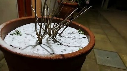 Nieve en el Observatori Can Fabra