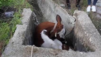 Sulama kanalı çukuruna düşen inek kurtarıldı